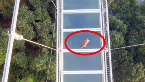 山猪误闯玻璃天桥:因惊吓现场表演一字马(图) 山猪误闯玻璃天桥:因惊吓现场表演一字马(图)