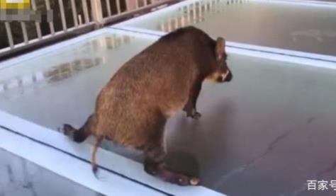 山猪误闯玻璃天桥:因惊吓现场表演一字马(图) 山猪误闯玻璃天桥:因惊吓现场表演一字马(图)