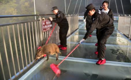 山猪误闯玻璃天桥:因惊吓现场表演一字马(图) 山猪误闯玻璃天桥:因惊吓现场表演一字马(图)