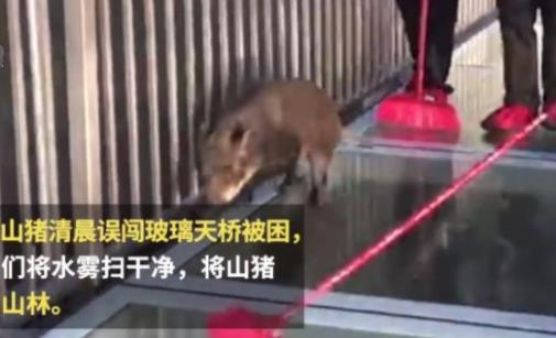 景区一山猪误闯玻璃天桥:具体情况是怎样的全过程 景区一山猪误闯玻璃天桥:具体情况是怎样的全过程