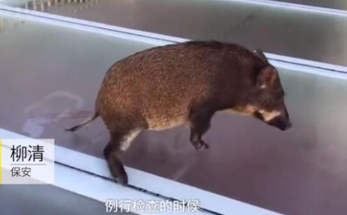 景区一山猪误闯玻璃天桥:具体情况是怎样的全过程 景区一山猪误闯玻璃天桥:具体情况是怎样的全过程