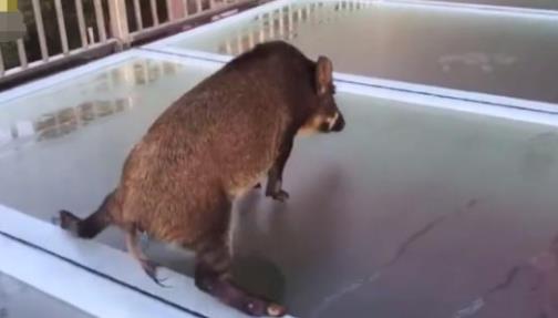 景区一山猪误闯玻璃天桥:具体情况是怎样的全过程 景区一山猪误闯玻璃天桥:具体情况是怎样的全过程