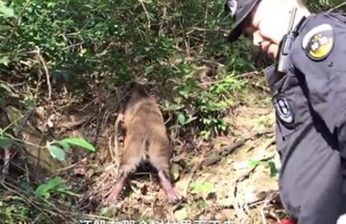 景区一山猪误闯玻璃天桥:具体情况是怎样的全过程 景区一山猪误闯玻璃天桥:具体情况是怎样的全过程