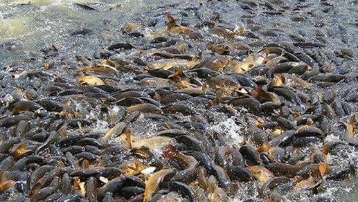 这种鱼在美国泛滥成灾 中国网友称根本就不够吃（图）