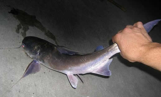 这种鱼在美国泛滥成灾 中国网友称根本就不够吃（图）