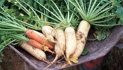 生吃白萝卜:白萝卜生吃的好处方法及禁忌 生吃白萝卜:白萝卜生吃的好处方法及禁忌