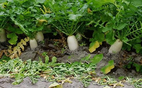 生吃白萝卜:白萝卜生吃的好处方法及禁忌 生吃白萝卜:白萝卜生吃的好处方法及禁忌