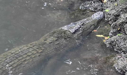 男子鳄鱼池荡秋千是什么情况：真相背后让人后怕（图）