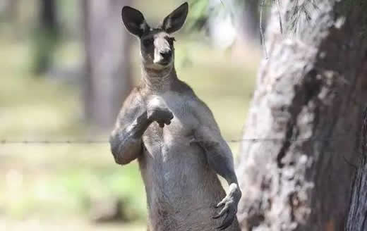 网红肌肉袋鼠去世是什么情况：得了什么病让人惋惜