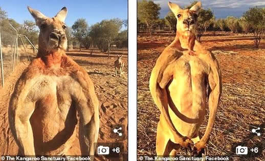 网红肌肉袋鼠去世是什么情况：得了什么病让人惋惜