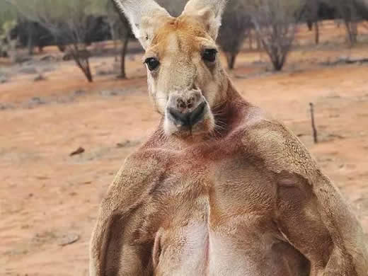 网红肌肉袋鼠去世是什么情况：得了什么病让人惋惜