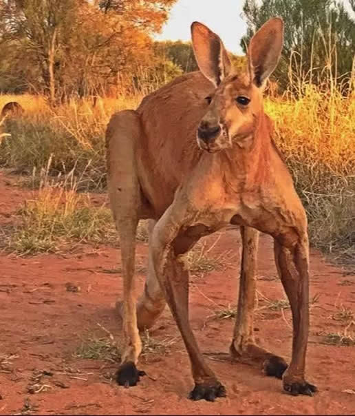 身高2米网红肌肉袋鼠去世:千人留言悼念生前照片欣赏 身高2米网红肌肉袋鼠去世:千人留言悼念生前照片欣赏