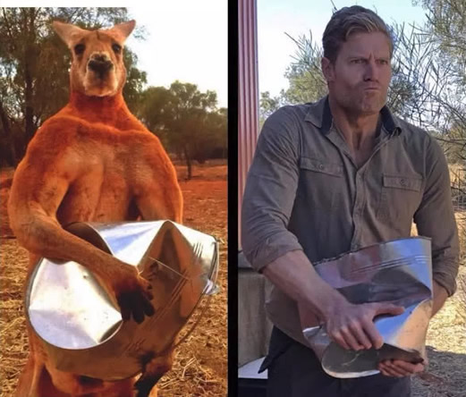 身高2米网红肌肉袋鼠去世:千人留言悼念生前照片欣赏 身高2米网红肌肉袋鼠去世:千人留言悼念生前照片欣赏