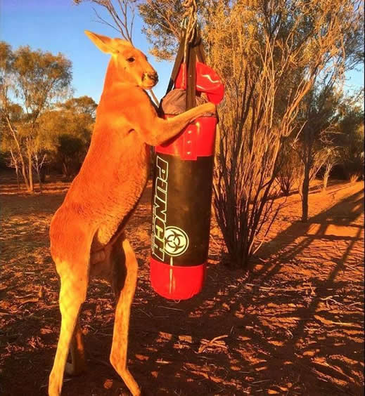 身高2米网红肌肉袋鼠去世:千人留言悼念生前照片欣赏 身高2米网红肌肉袋鼠去世:千人留言悼念生前照片欣赏