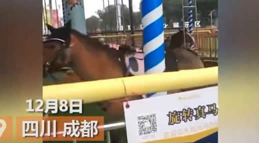 旋转真马又开业画面曝光(图) 旋转真马又开业画面曝光(图)