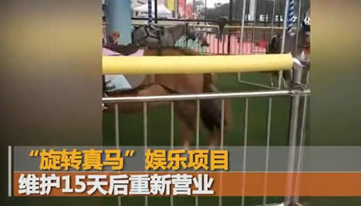 旋转真马又开业画面曝光(图) 旋转真马又开业画面曝光(图)