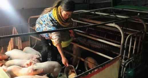 与猪同寝年入百万是什么情况:做这一动作让网友羡慕 与猪同寝年入百万是什么情况:做这一动作让网友羡慕