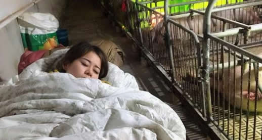 与猪同寝年入百万是什么情况:做这一动作让网友羡慕 与猪同寝年入百万是什么情况:做这一动作让网友羡慕