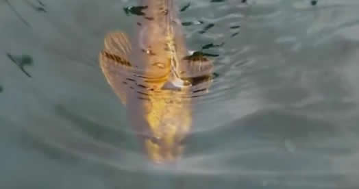 世界上最昂贵的锦鲤 身价千万（组图）