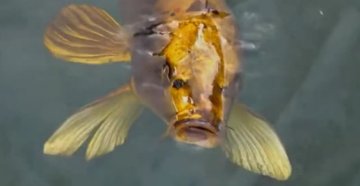 世界上最昂贵的锦鲤 身价千万（组图）