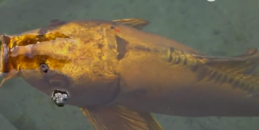 世界上最昂贵的锦鲤 身价千万（组图）