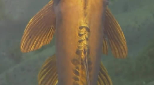 世界上最昂贵的锦鲤 身价千万（组图）