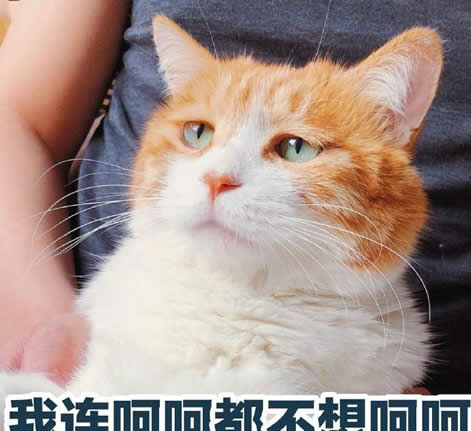 呵呵是什么意思：关于呵呵的意思你了解多少