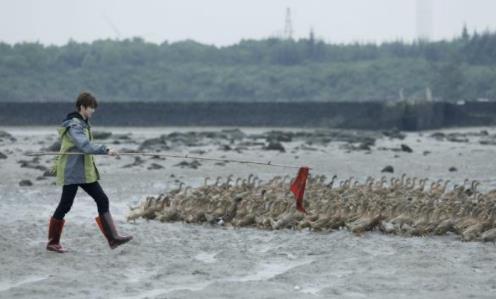 粉丝把鸭蛋买脱销是什么情况:具体经过详情真相是这样 粉丝把鸭蛋买脱销是什么情况:具体经过详情真相是这样