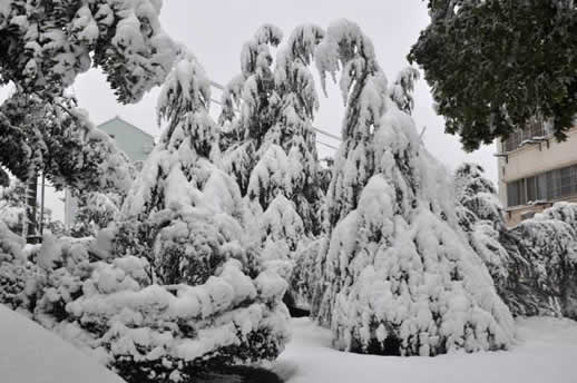 大雪封山救我狗命是什么情况:女学生知恩图报还很幽默 大雪封山救我狗命是什么情况:女学生知恩图报还很幽默