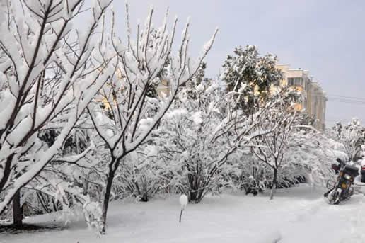大雪封山救我狗命是什么情况:女学生知恩图报还很幽默 大雪封山救我狗命是什么情况:女学生知恩图报还很幽默