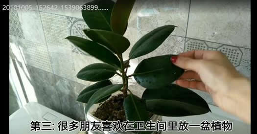 卫生间一定不能放这三样东西，尤其是第二种（图）