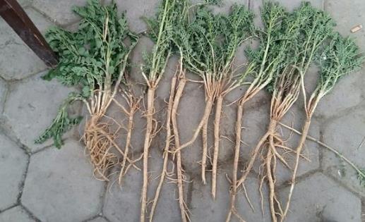 农村常见堪称男人的最佳补品：男人健康女人欢喜