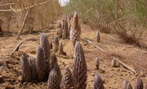 农村常见堪称男人的最佳补品：男人健康女人欢喜