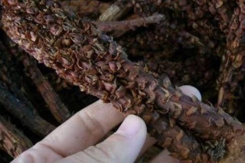 农村常见堪称男人的最佳补品：男人健康女人欢喜