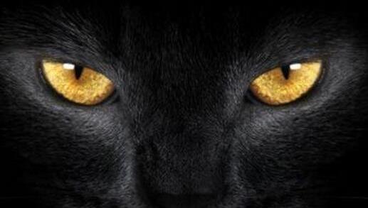 养猫的诡异禁忌黑猫:养猫的人注意了 养猫的诡异禁忌黑猫:养猫的人注意了