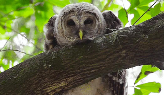 养猫的诡异禁忌黑猫:养猫的人注意了 养猫的诡异禁忌黑猫:养猫的人注意了