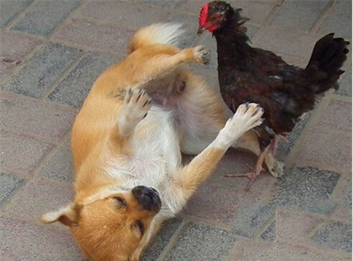 养猫的诡异禁忌黑猫:养猫的人注意了 养猫的诡异禁忌黑猫:养猫的人注意了