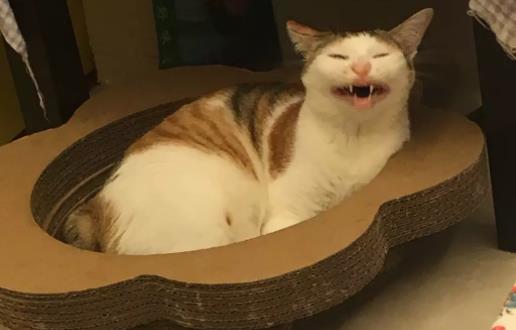 猫诡异的笑：猫咪囧图合集（猫咪诡异笑容不简单）