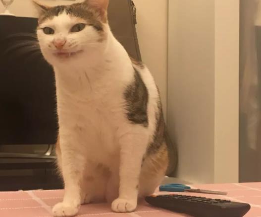 猫诡异的笑：猫咪囧图合集（猫咪诡异笑容不简单）