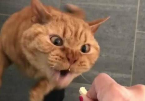 猫诡异的笑：猫咪囧图合集（猫咪诡异笑容不简单）