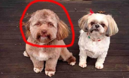 人脸狗走红网络:让人越看越害怕(细思极恐) 人脸狗走红网络:让人越看越害怕(细思极恐)