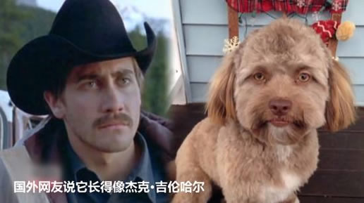 人脸狗走红网络:让人越看越害怕(细思极恐) 人脸狗走红网络:让人越看越害怕(细思极恐)