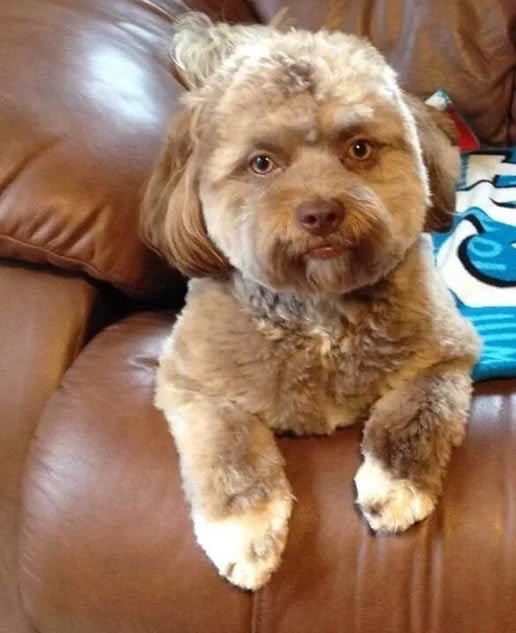 人脸狗走红网络:让人越看越害怕(细思极恐) 人脸狗走红网络:让人越看越害怕(细思极恐)