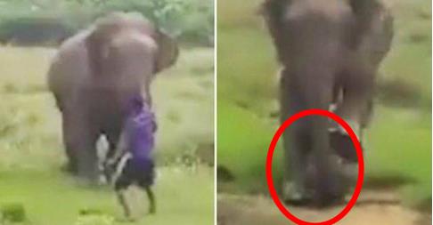 催眠大象被踩死是什么情况:惊险画面详情过程曝光 催眠大象被踩死是什么情况:惊险画面详情过程曝光