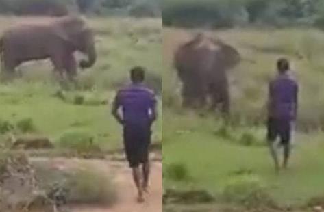 催眠大象被踩死是什么情况:惊险画面详情过程曝光 催眠大象被踩死是什么情况:惊险画面详情过程曝光