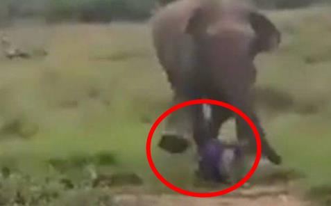 催眠大象被踩死是什么情况:惊险画面详情过程曝光 催眠大象被踩死是什么情况:惊险画面详情过程曝光