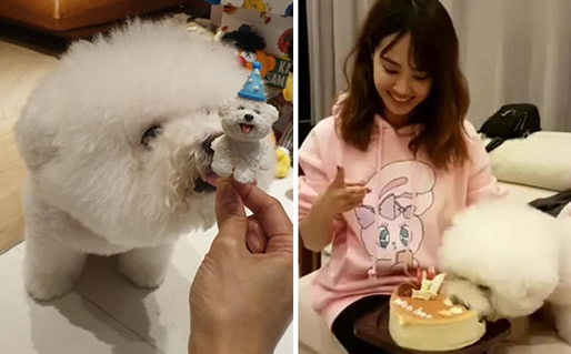 蔡依林为爱犬庆生萌照：毛茸茸十分可爱（图）