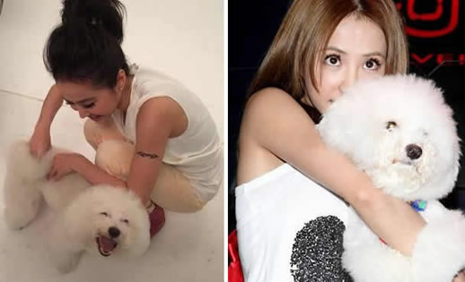 蔡依林为爱犬庆生萌照：毛茸茸十分可爱（图）