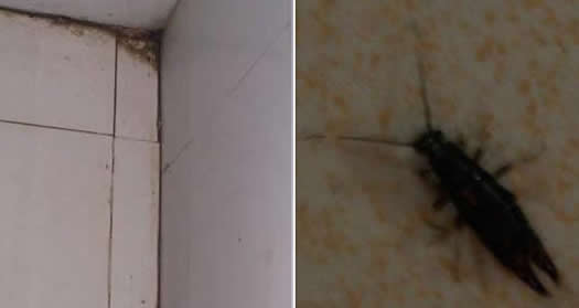 蠼螋咬人后的症状图片:蠼螋防止方法解读(图) 蠼螋咬人后的症状图片:蠼螋防止方法解读(图)