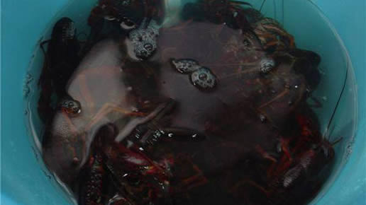 女子嫌龙虾不干净放洗衣机清洗:20分钟后心疼了(真相图) 女子嫌龙虾不干净放洗衣机清洗:20分钟后心疼了(真相图)